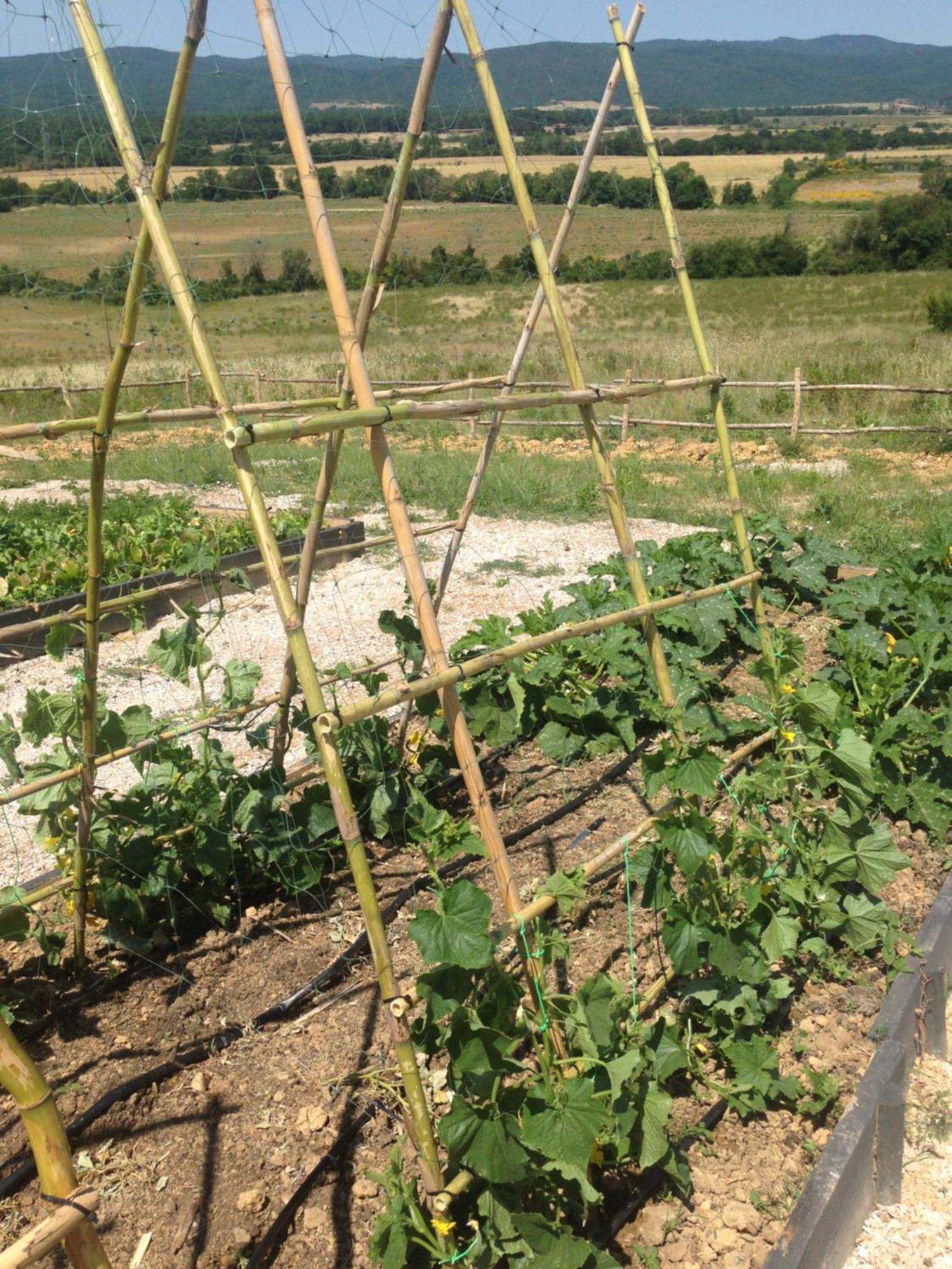 Wine Resort Conti Di San Bonifacio Montemassi Екстериор снимка