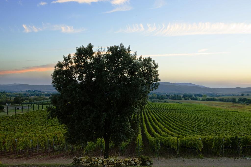 Wine Resort Conti Di San Bonifacio Montemassi Екстериор снимка